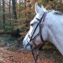 équitation-dol-de-bretagne-centre-équestre-ballade-poney-cheval